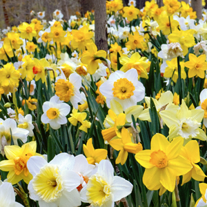 Nice Images Collection: Daffodil Desktop Wallpapers