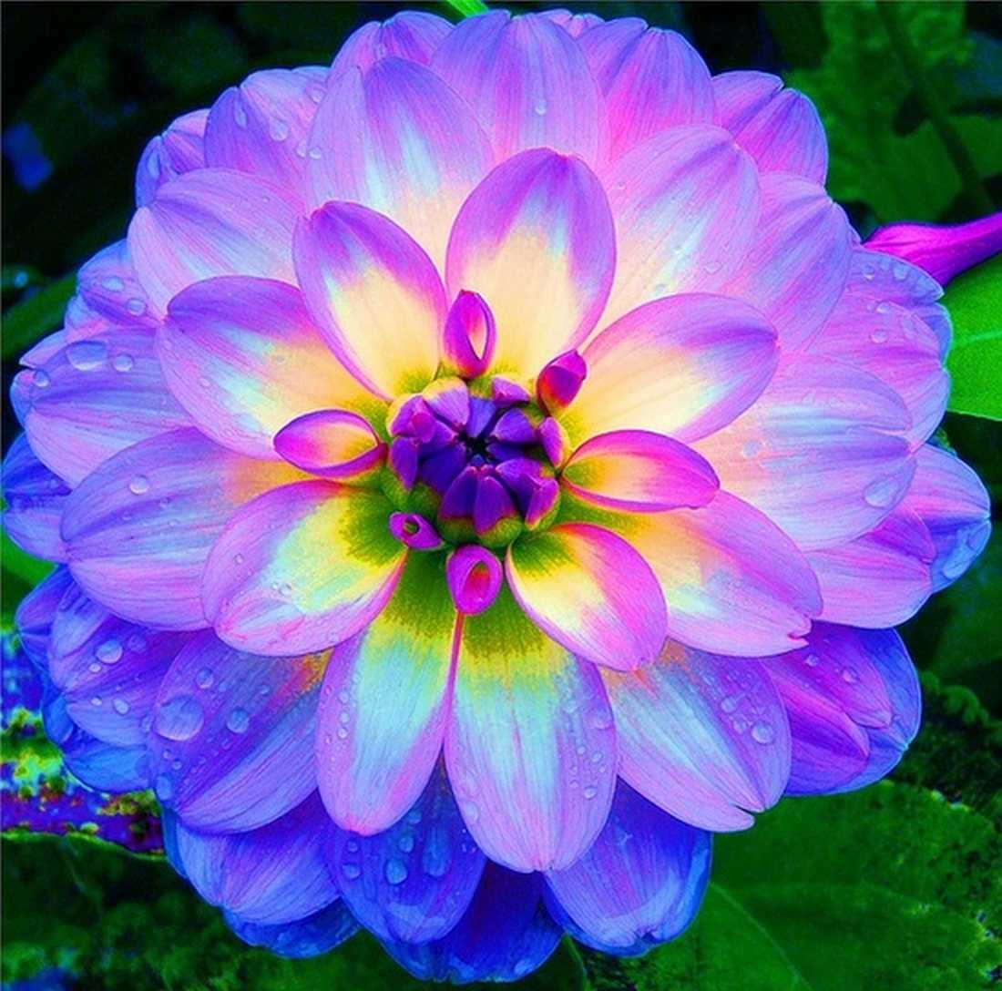 Nice Images Collection: Dahlia Desktop Wallpapers