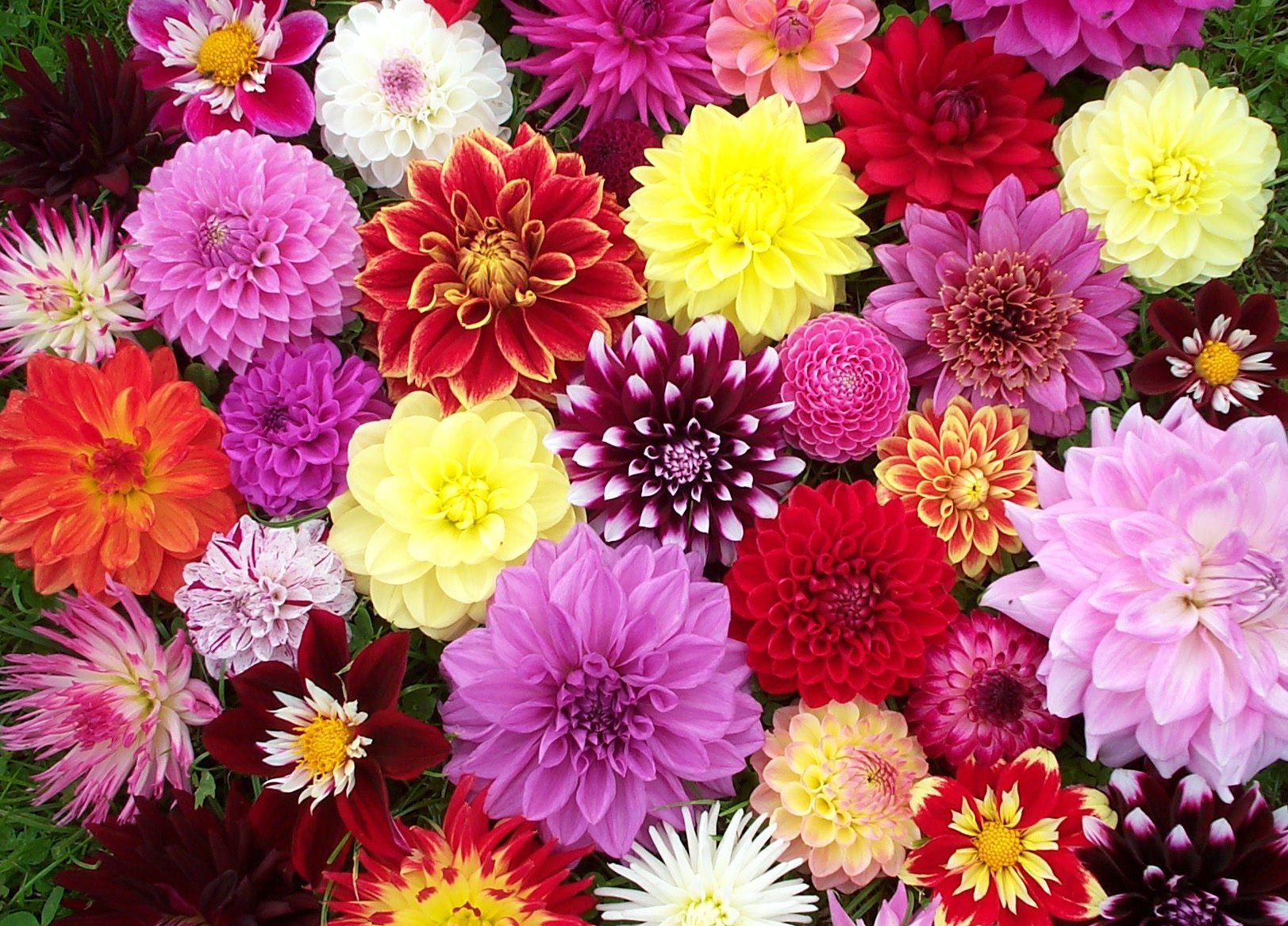 Amazing Dahlia Pictures & Backgrounds