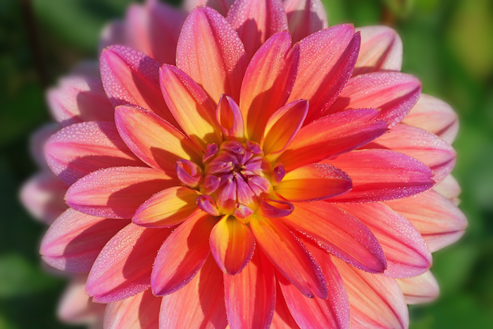 Nice Images Collection: Dahlia Desktop Wallpapers