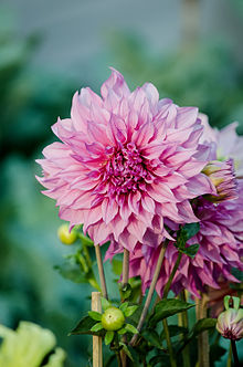 Dahlia High Quality Background on Wallpapers Vista