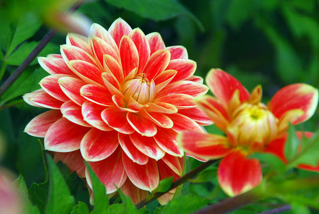Dahlia Backgrounds on Wallpapers Vista