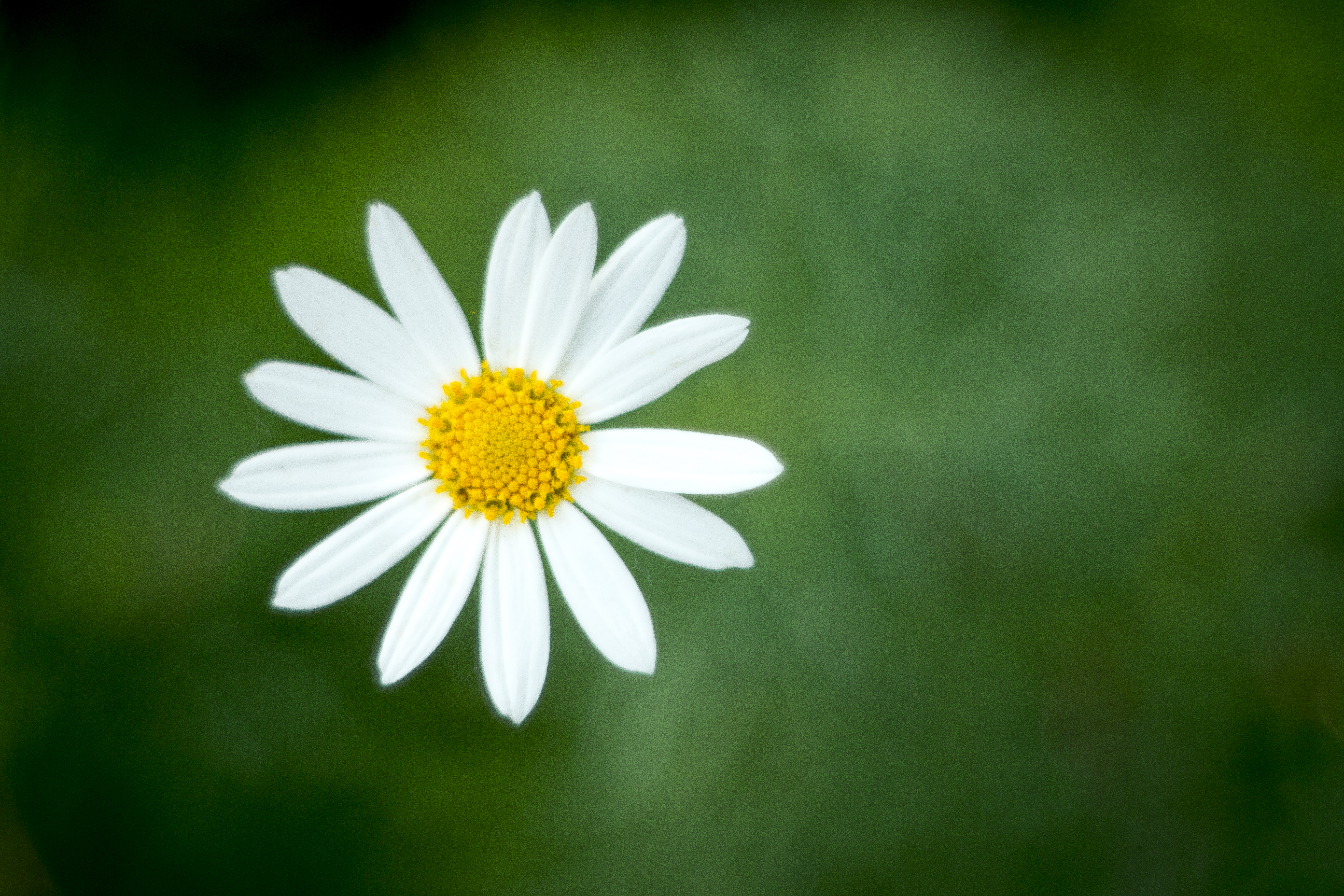 Nice wallpapers Daisy 5472x3648px