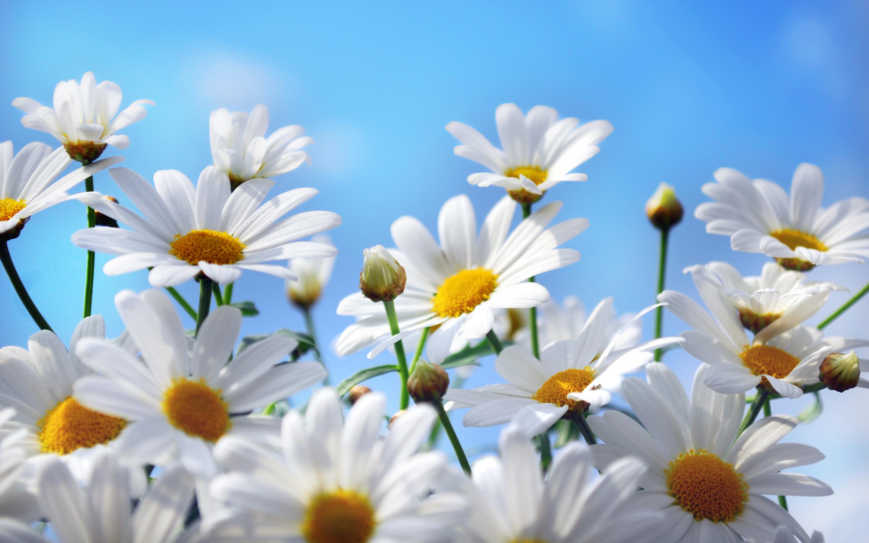 HD Quality Wallpaper | Collection: Earth, 2880x1800 Daisy