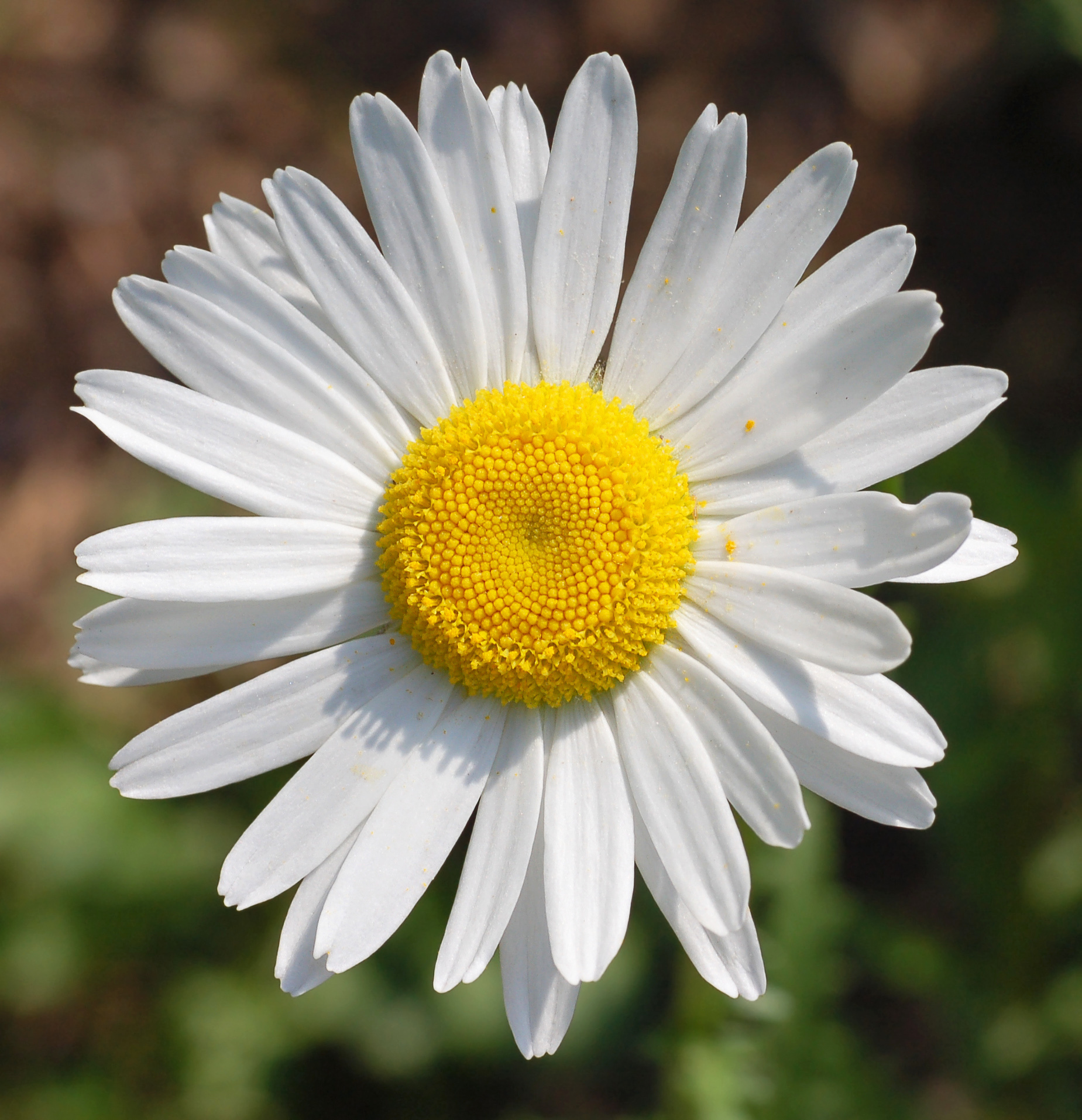 Images of Daisy | 1849x1914