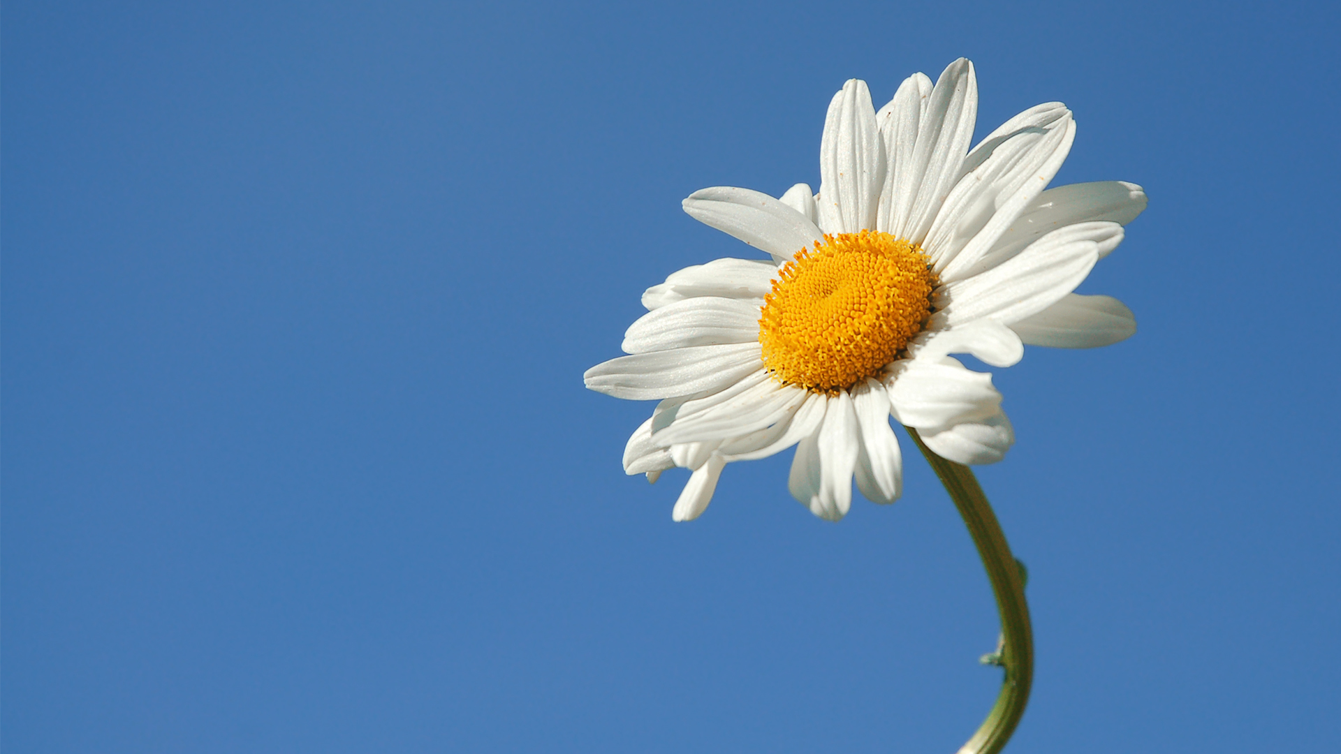 Daisy Pics, Earth Collection