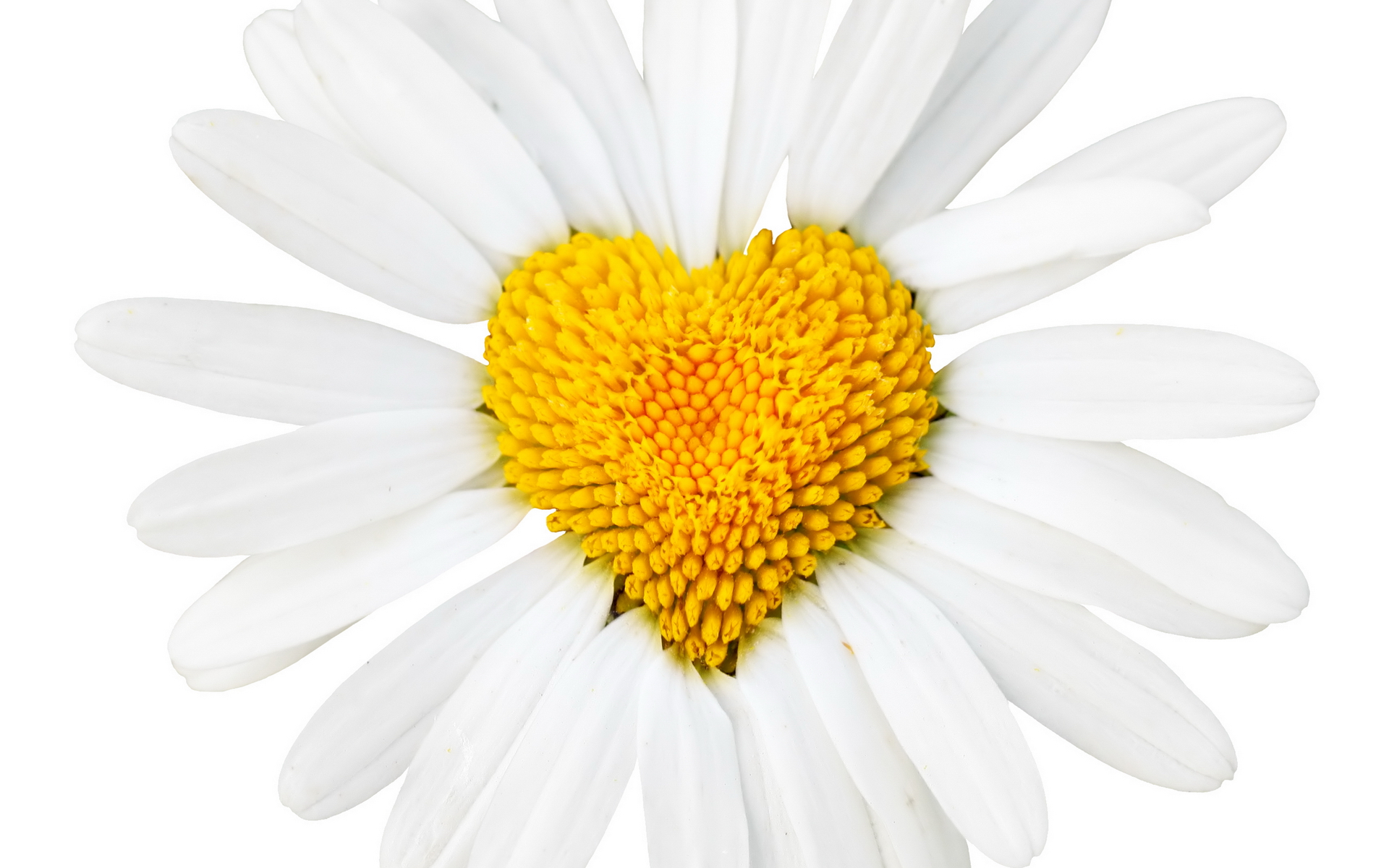 Nice wallpapers Daisy 1920x1200px