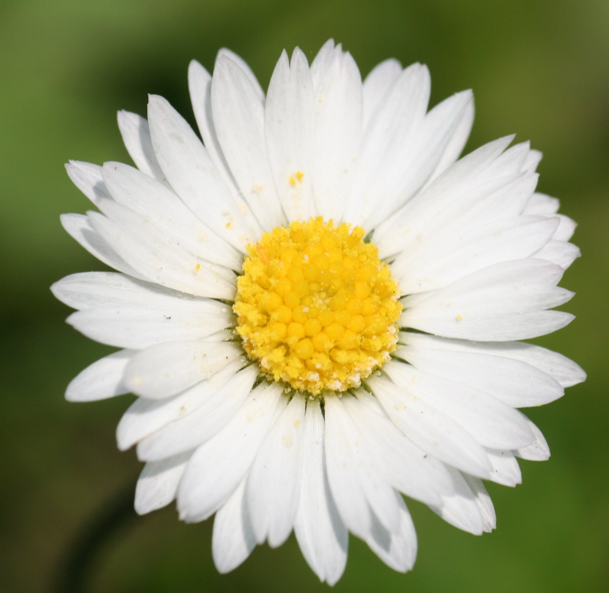 Nice wallpapers Daisy 2080x2024px
