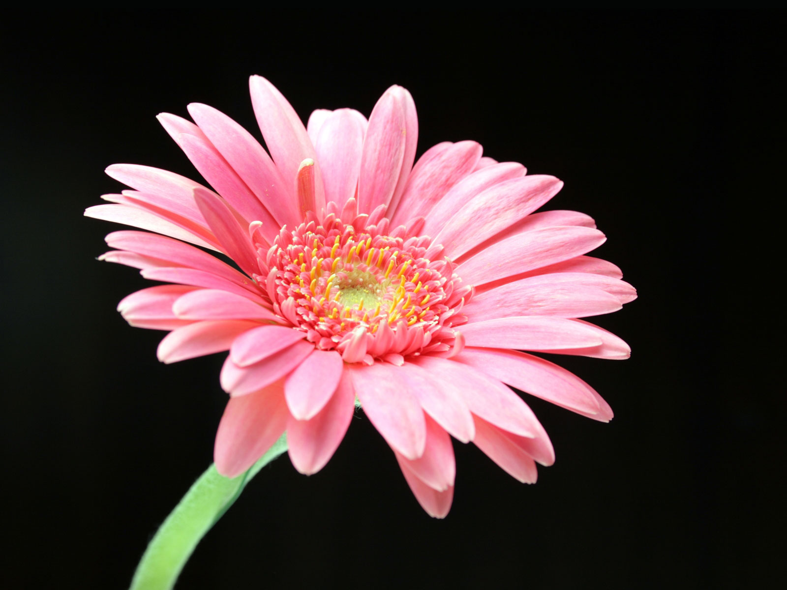 Nice wallpapers Daisy 1600x1200px