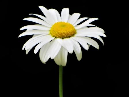 Daisy Backgrounds on Wallpapers Vista