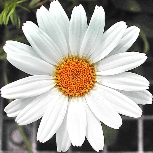 Images of Daisy | 515x515