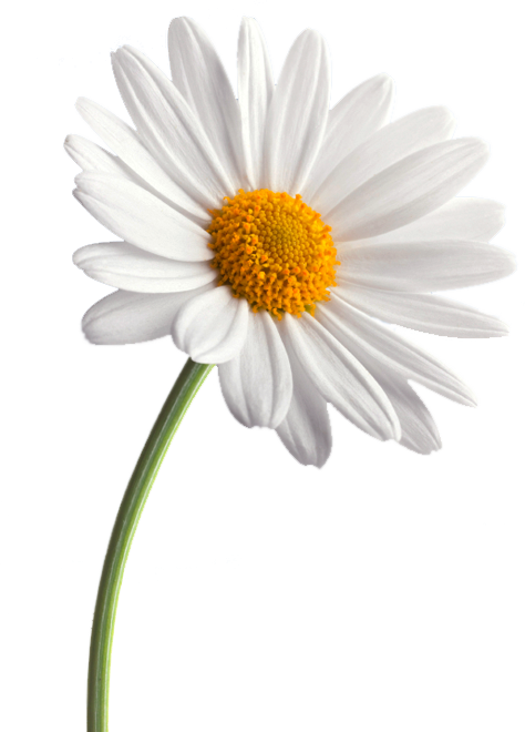 Daisy High Quality Background on Wallpapers Vista