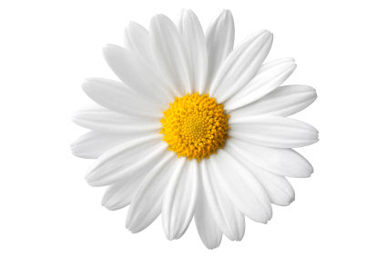 Amazing Daisy Pictures & Backgrounds