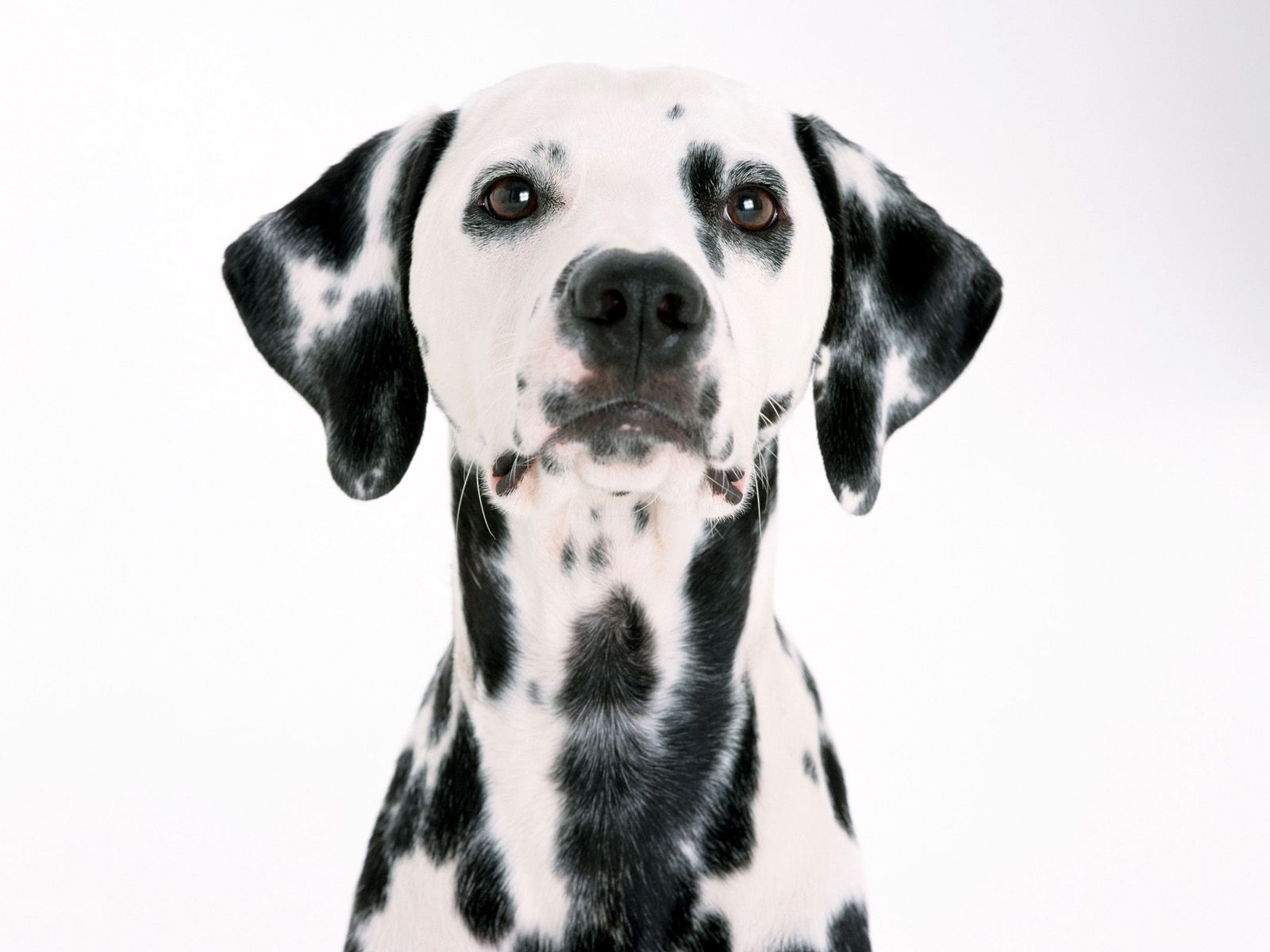 Amazing Dalmatian Pictures & Backgrounds