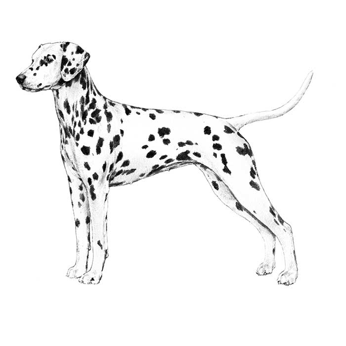 Dalmatian High Quality Background on Wallpapers Vista