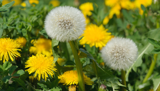 Dandelion High Quality Background on Wallpapers Vista