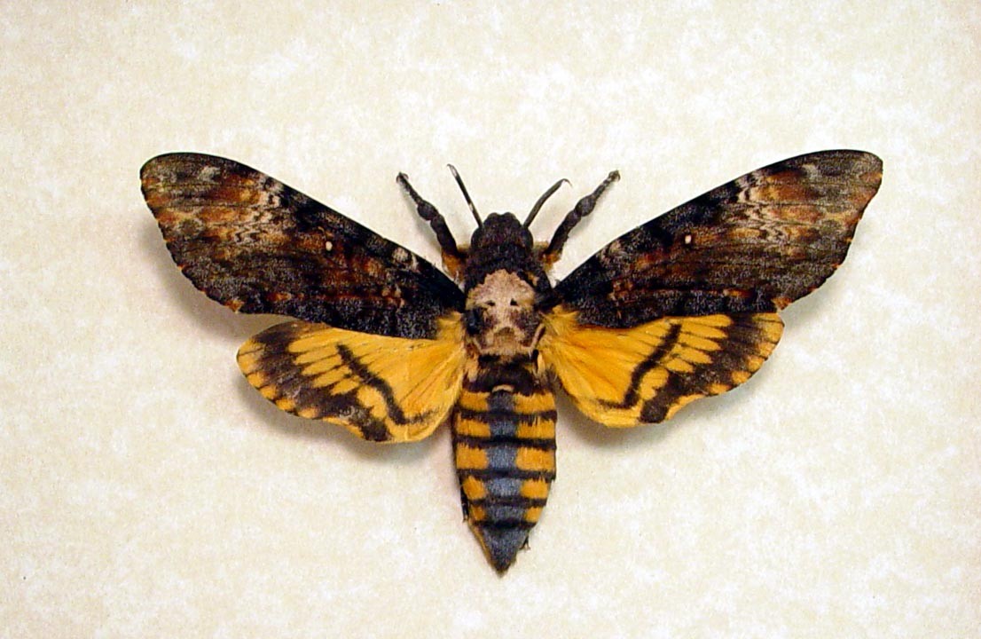 Deaths Head Moth High Quality Background on Wallpapers Vista