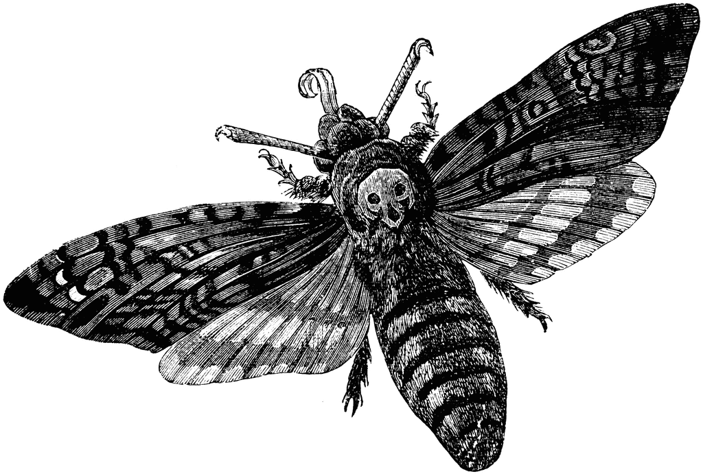 HQ Deaths Head Moth Wallpapers | File 158.22Kb