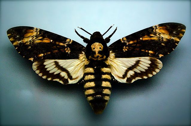 Amazing Deaths Head Moth Pictures & Backgrounds