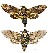 Amazing Deaths Head Moth Pictures & Backgrounds