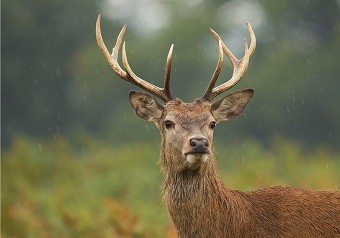 Images of Deer | 340x238