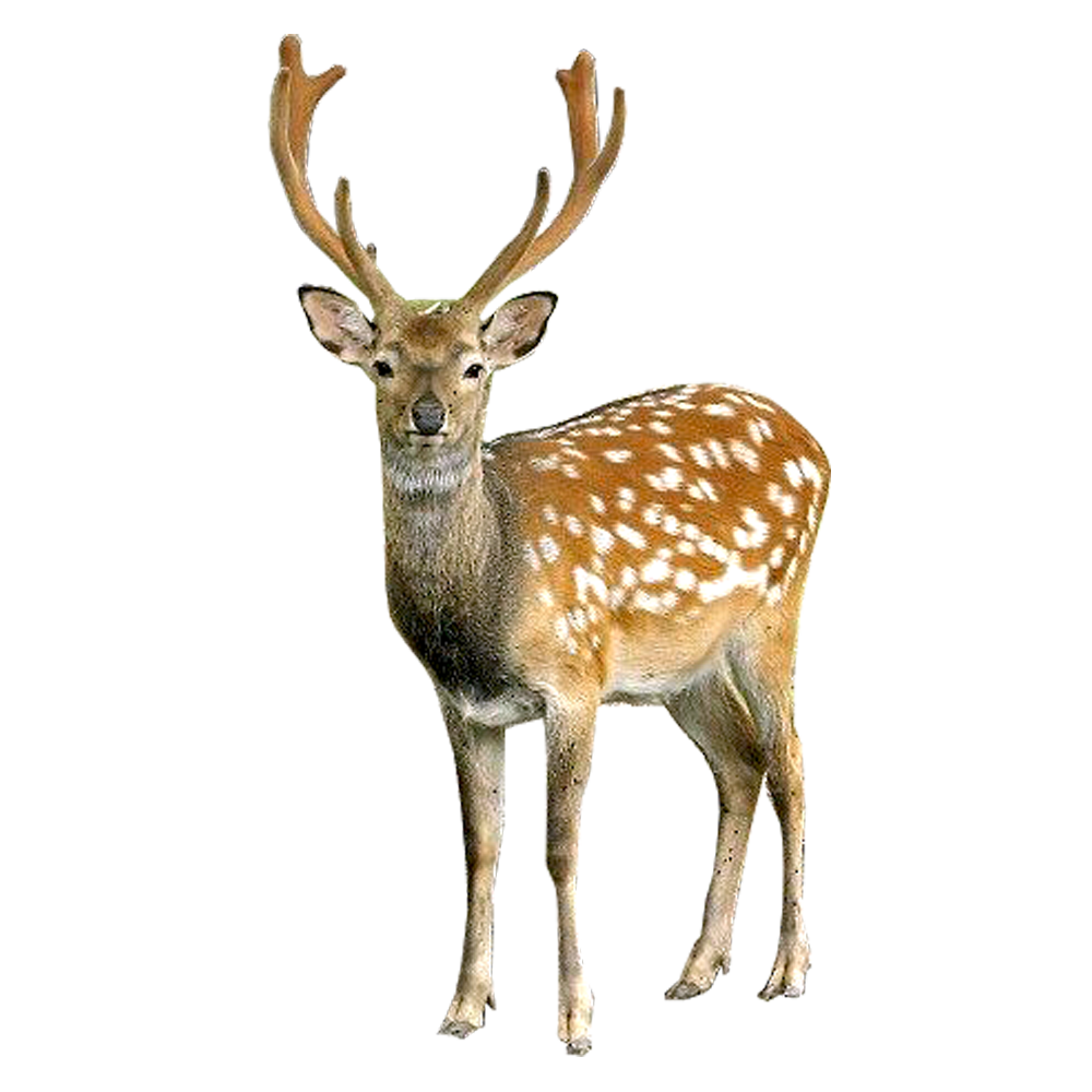 HD Quality Wallpaper | Collection: Animal, 1000x1000 Deer