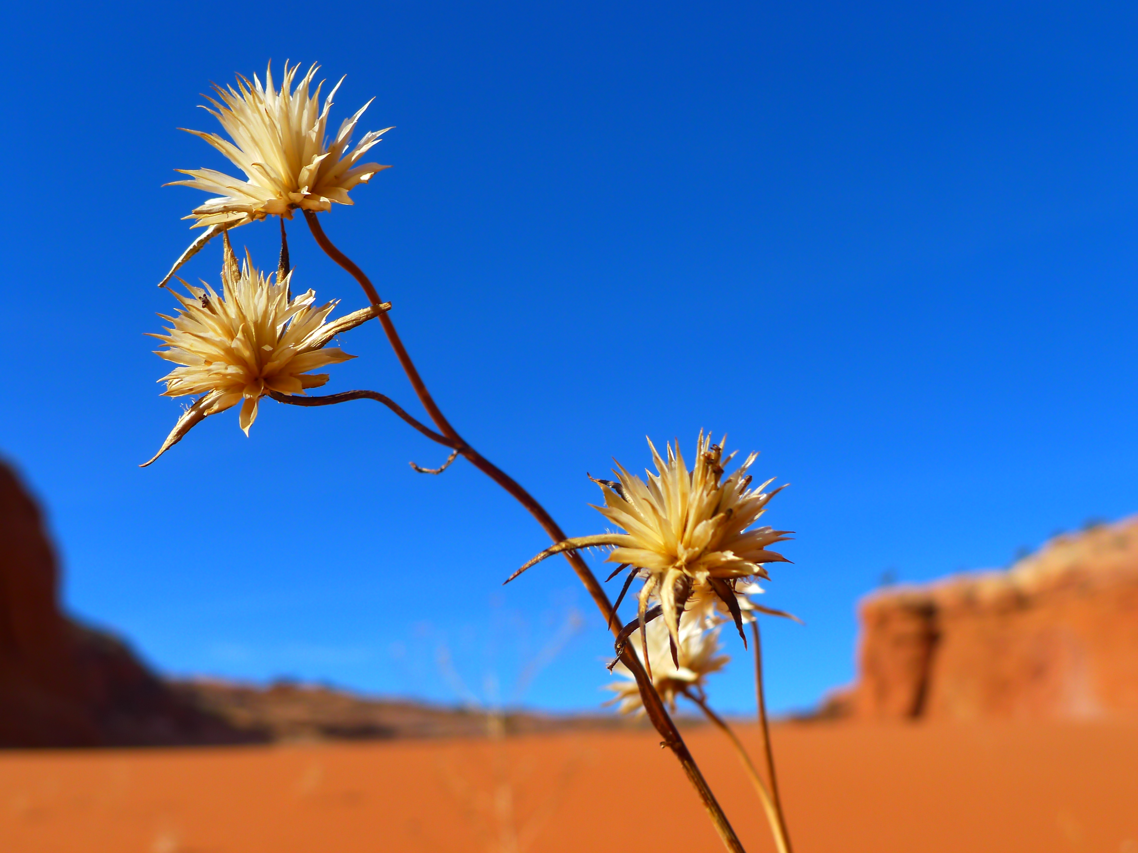 Desert Flower #9