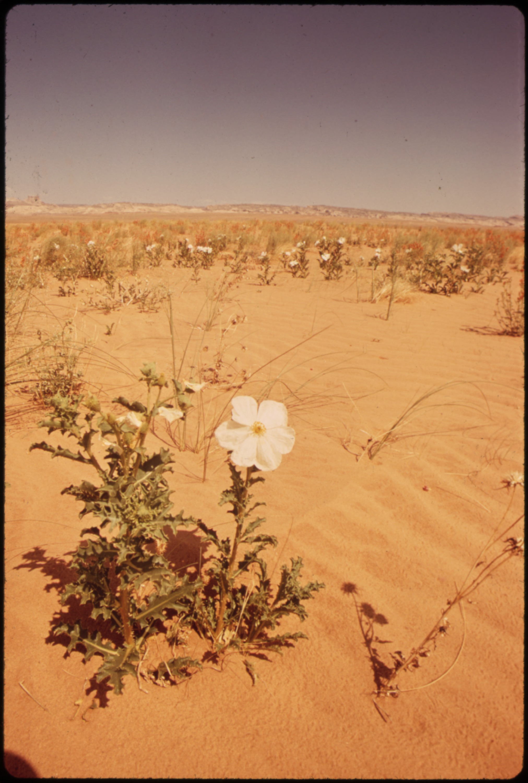 Desert Flower #7