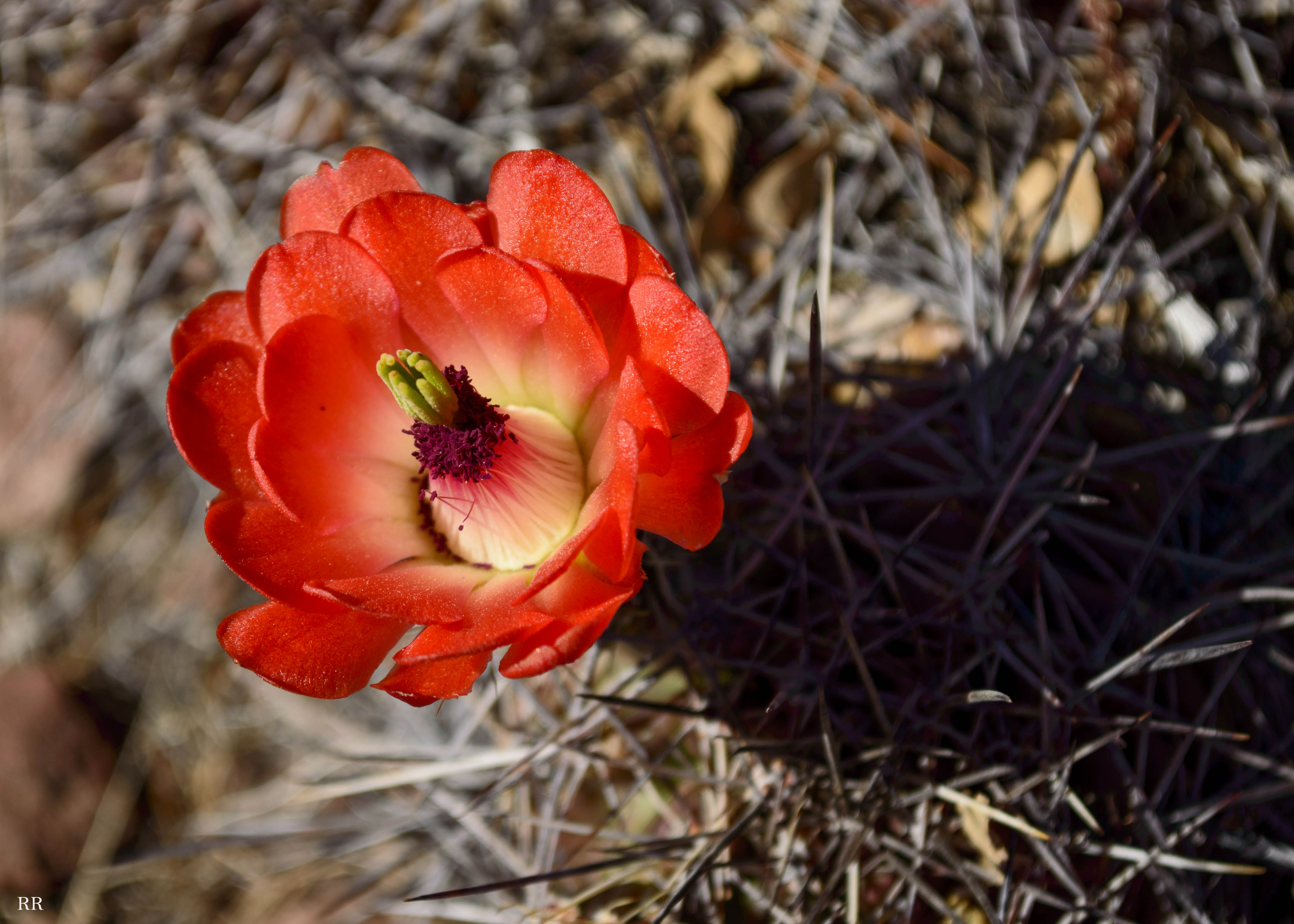 Desert Flower #6