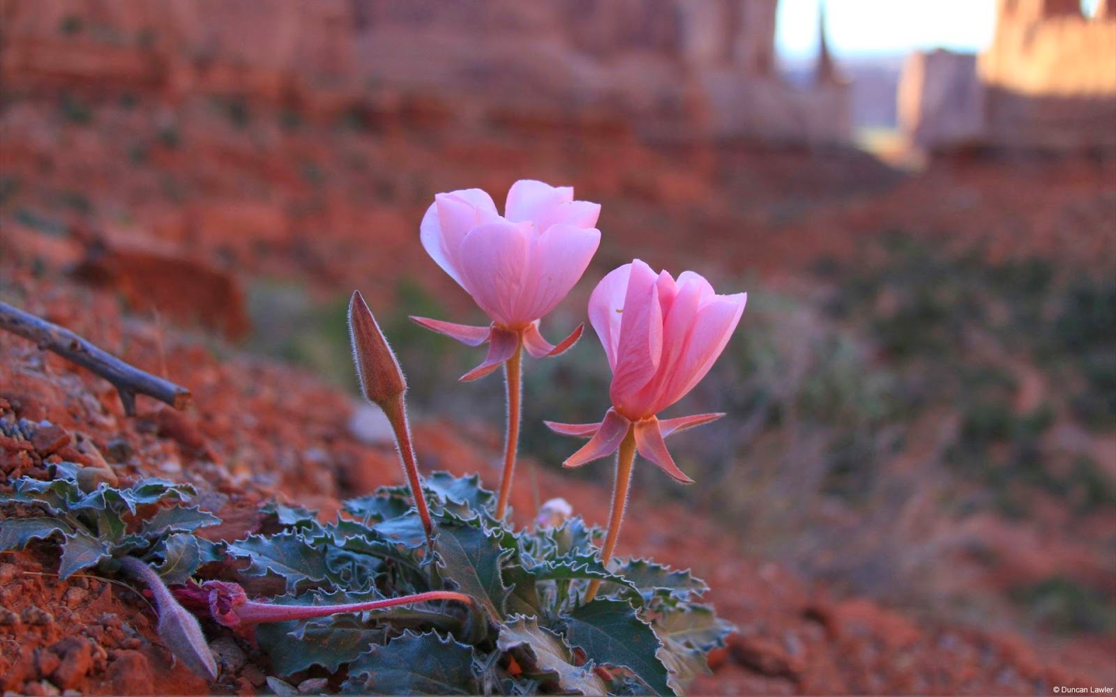 Desert Flower #1