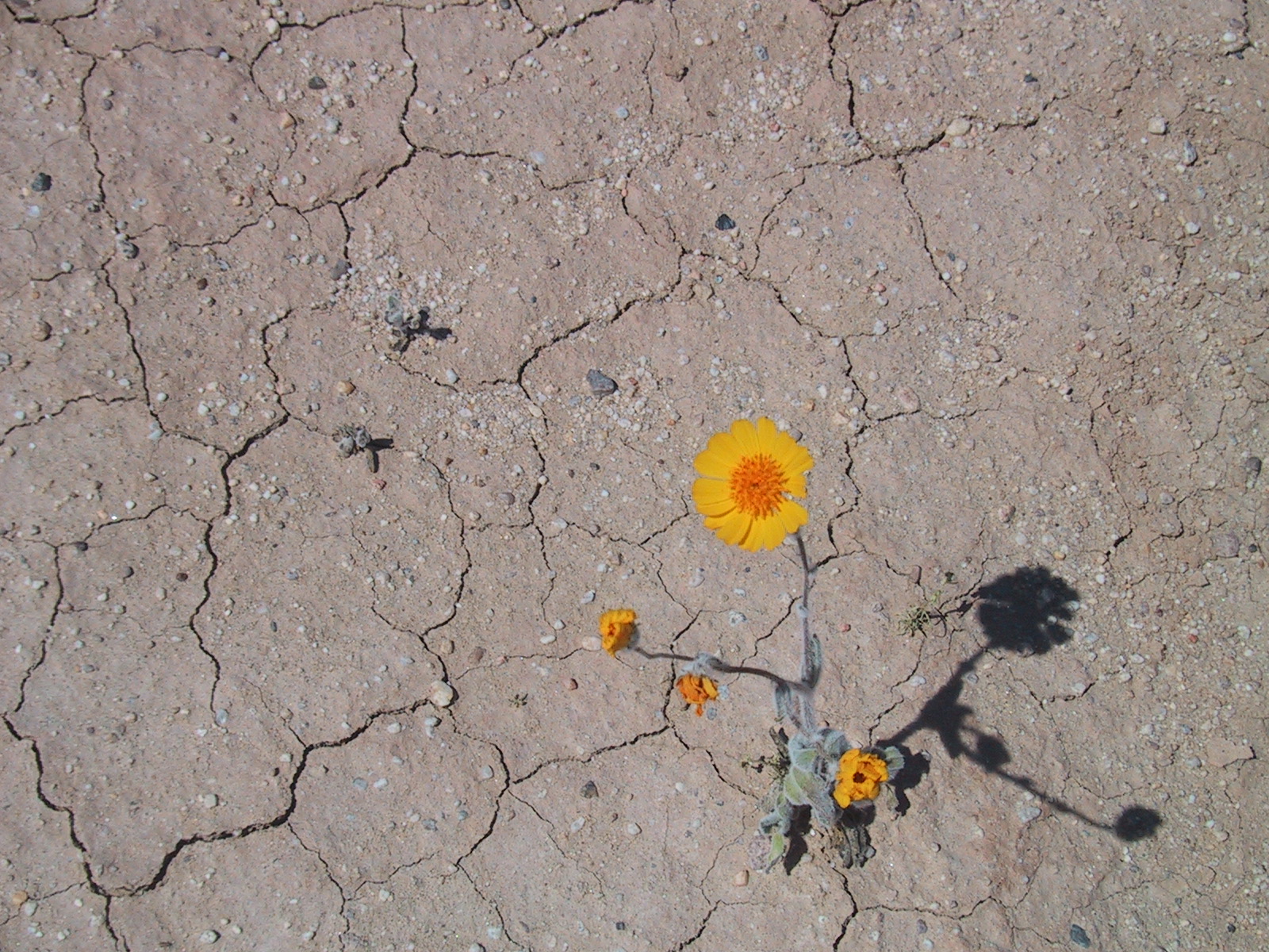 Desert Flower #3