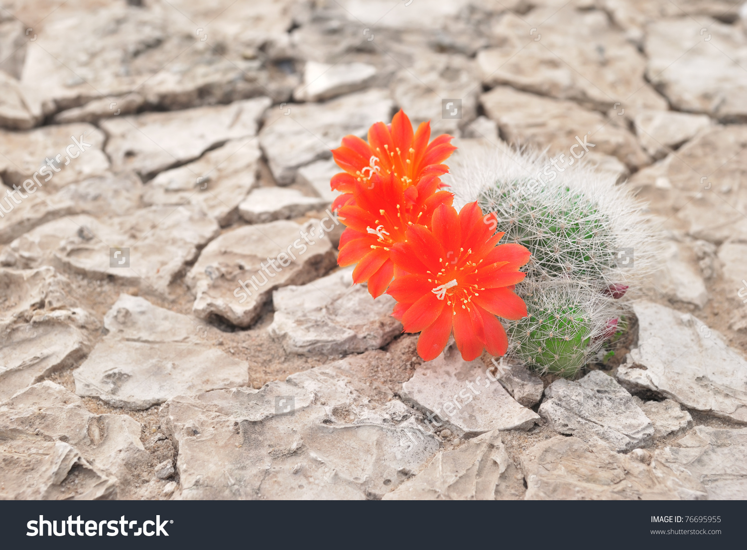 Desert Flower #5
