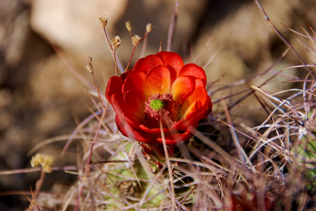 Desert Flower #18