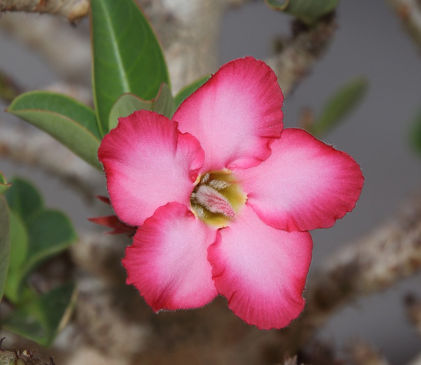 Desert Flower #23