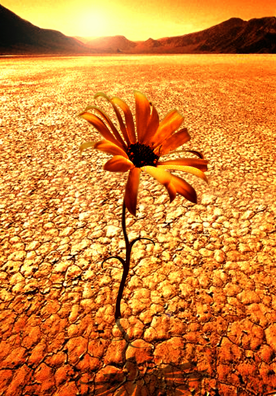 Desert Flower High Quality Background on Wallpapers Vista