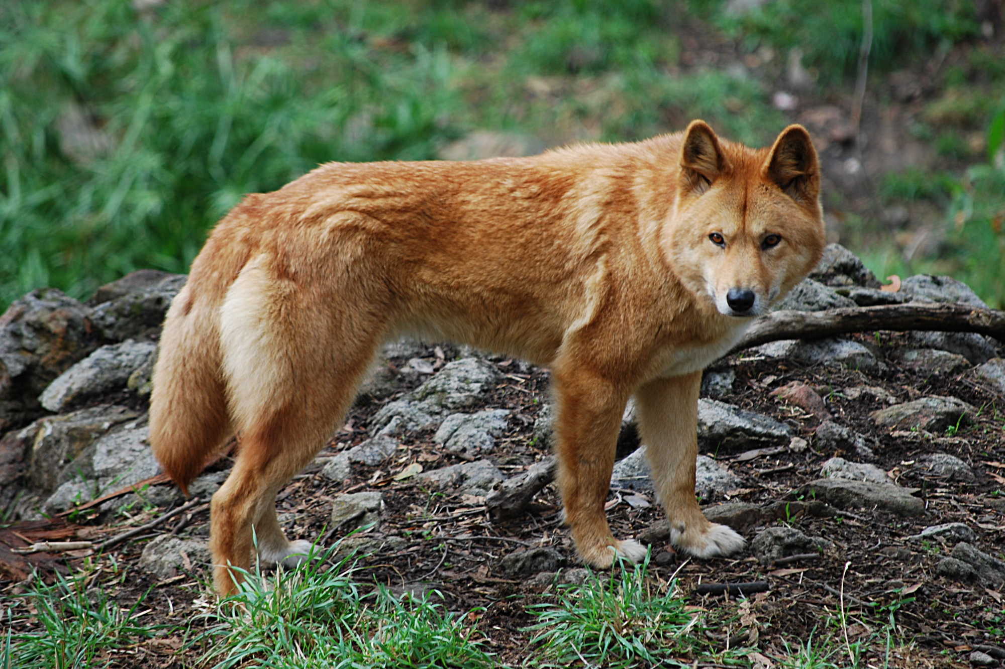 Amazing Dingo Pictures & Backgrounds