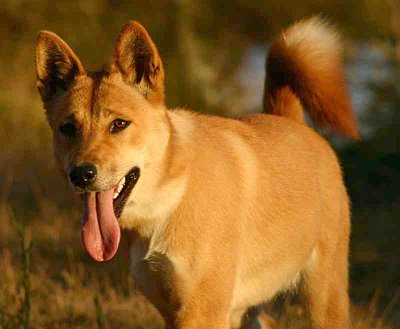 Dingo Pics, Animal Collection