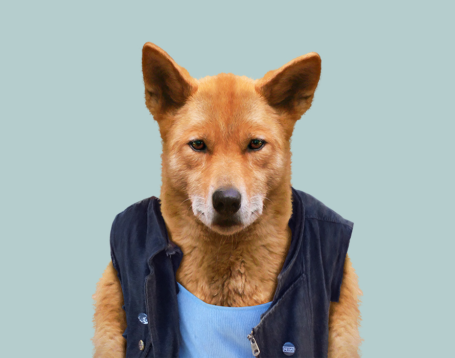 Nice Images Collection: Dingo Desktop Wallpapers
