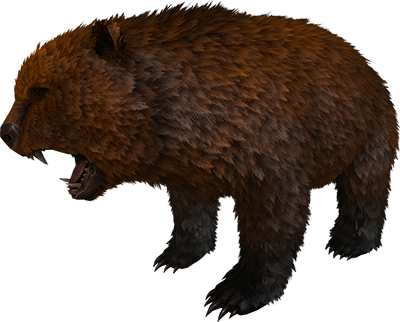 Dire Bear Pics, Video Game Collection