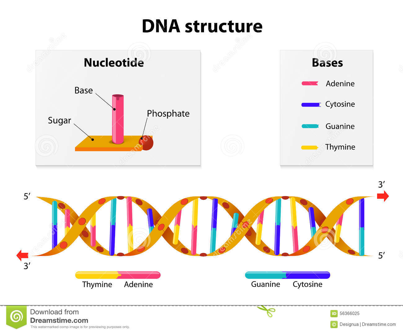 Amazing DNA Structure Pictures & Backgrounds
