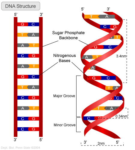 High Resolution Wallpaper | DNA Structure 450x500 px