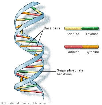 DNA Structure HD wallpapers, Desktop wallpaper - most viewed