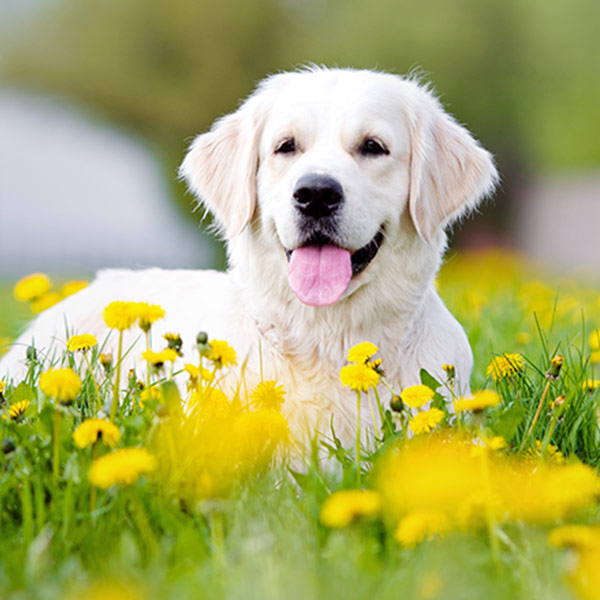 600x600 > Dog Wallpapers