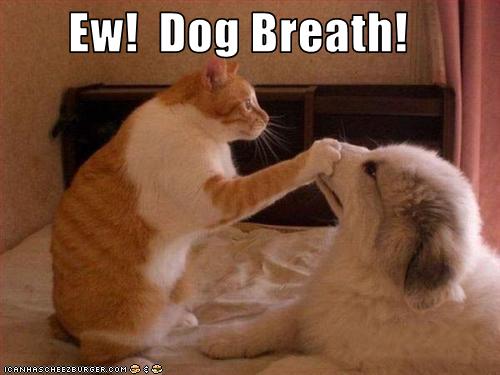 Images of Dogbreath | 500x375