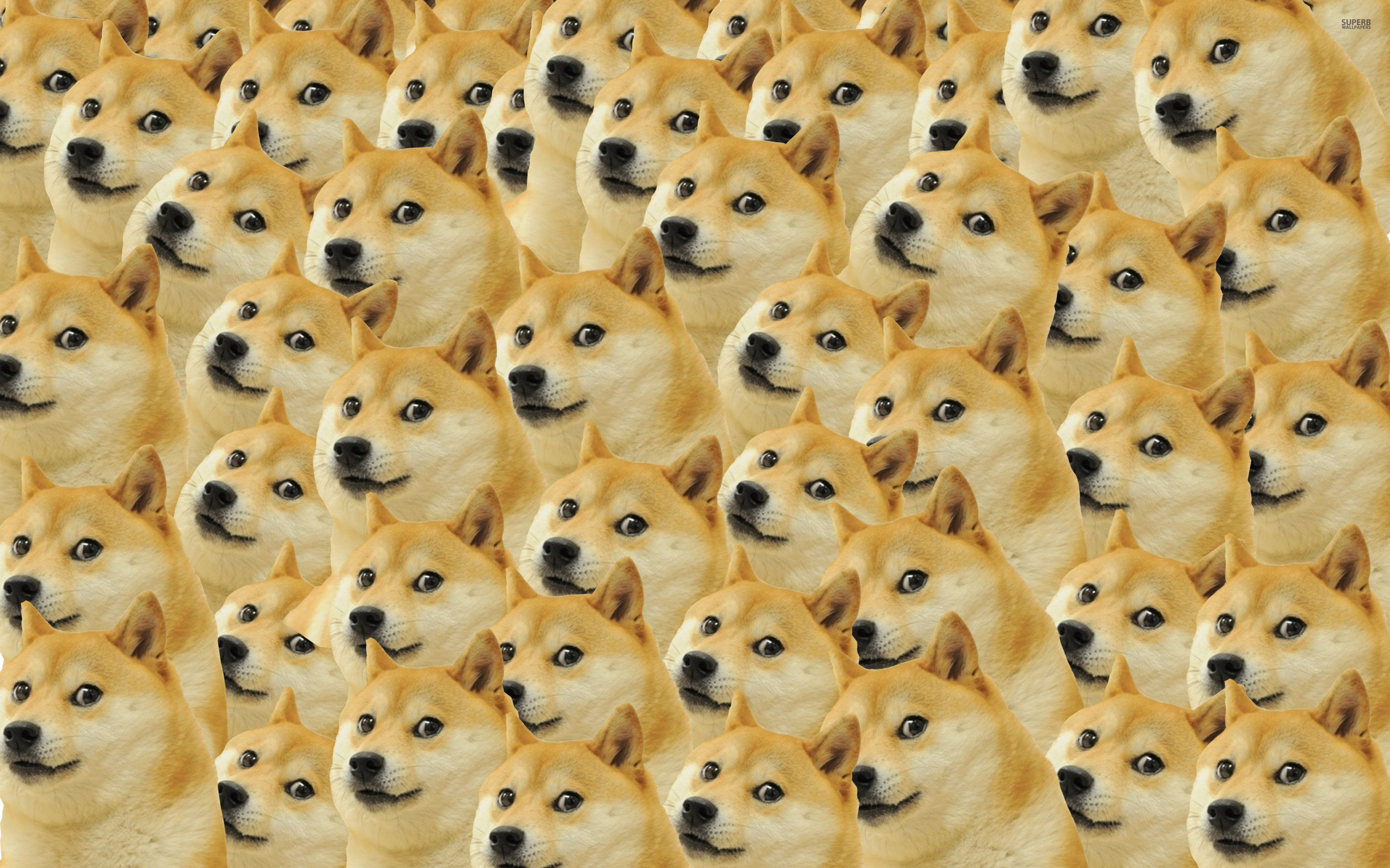Images of Doge | 2880x1800