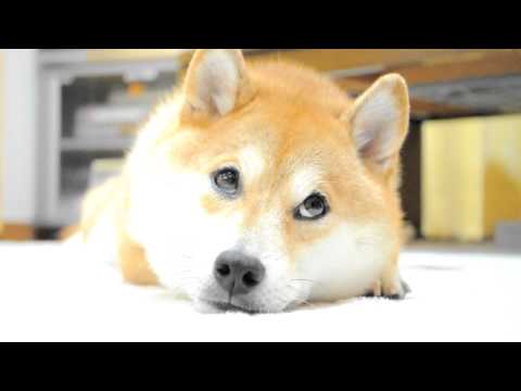 Doge High Quality Background on Wallpapers Vista