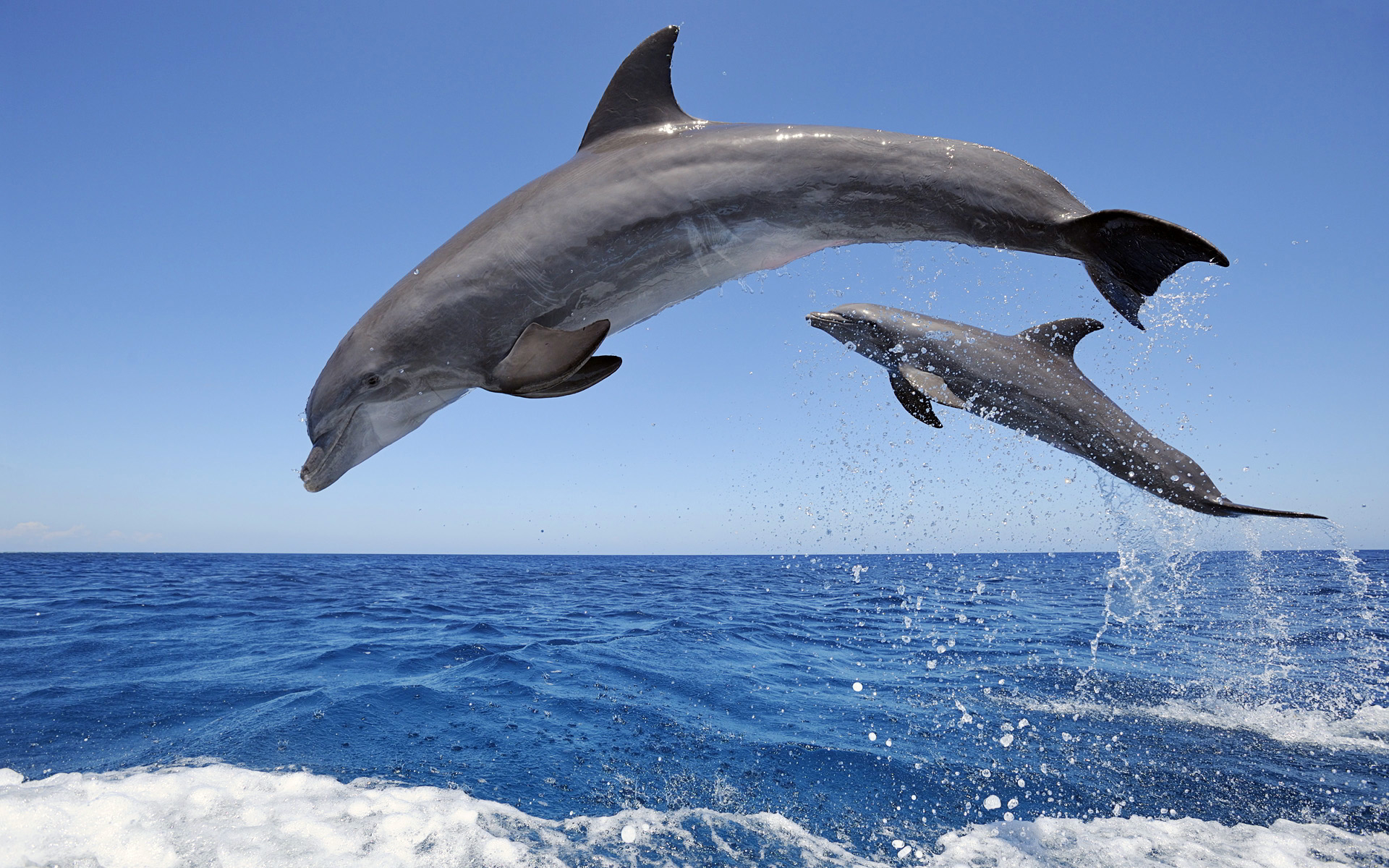 HQ Dolphin Wallpapers | File 1176.26Kb