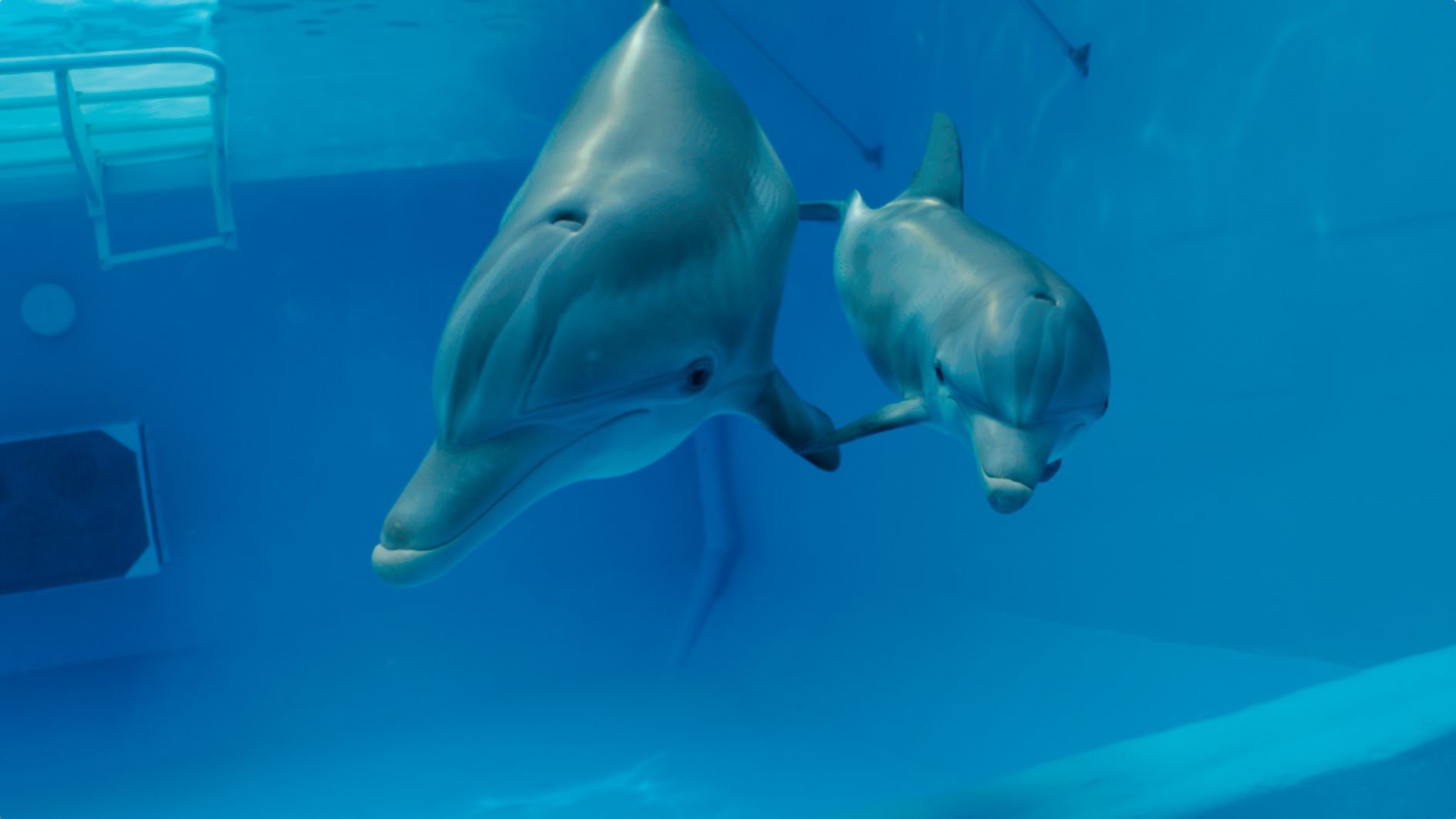 HD Quality Wallpaper | Collection: Movie, 1888x1062 Dolphin Tale