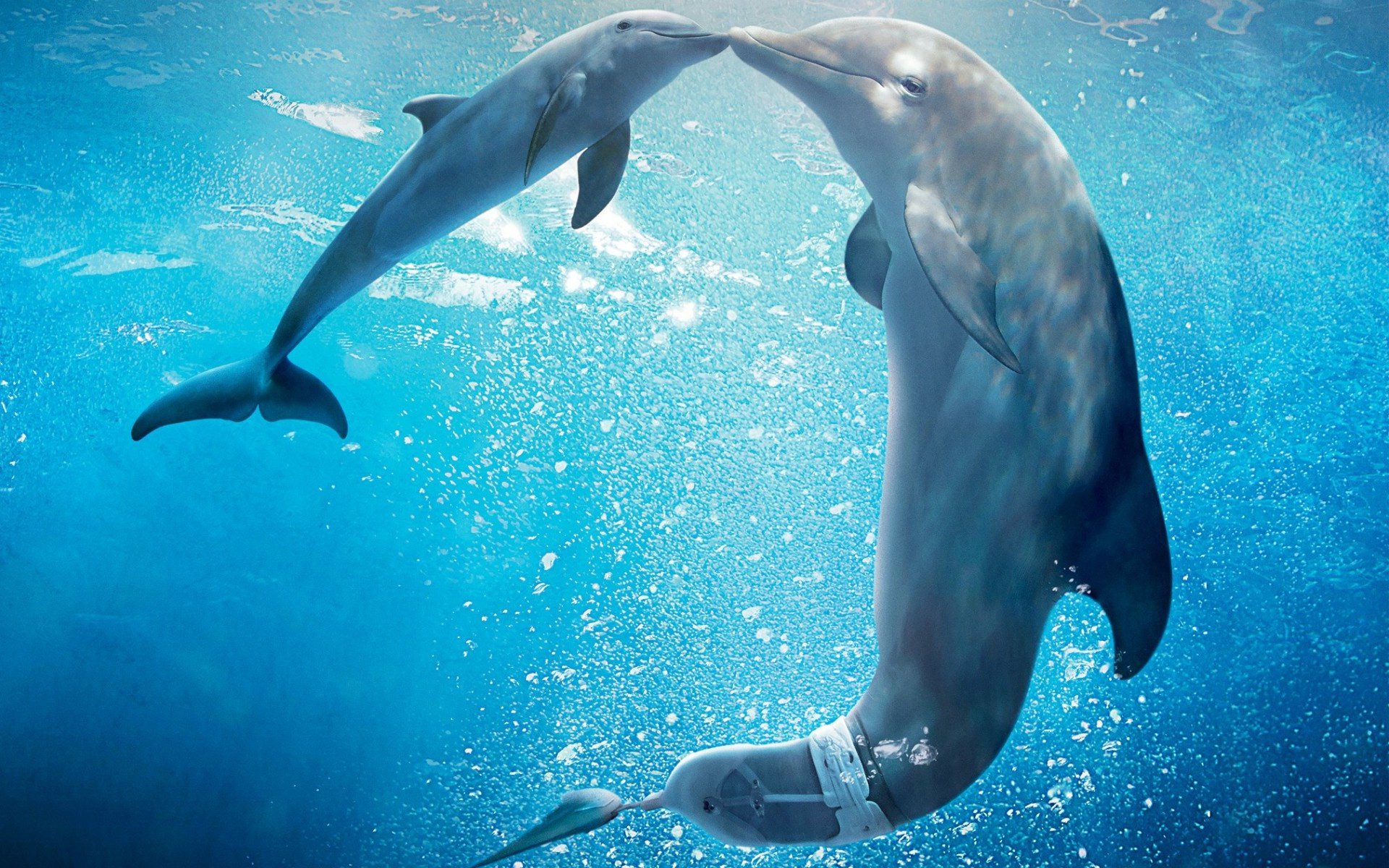 Dolphin Tale 2 High Quality Background on Wallpapers Vista