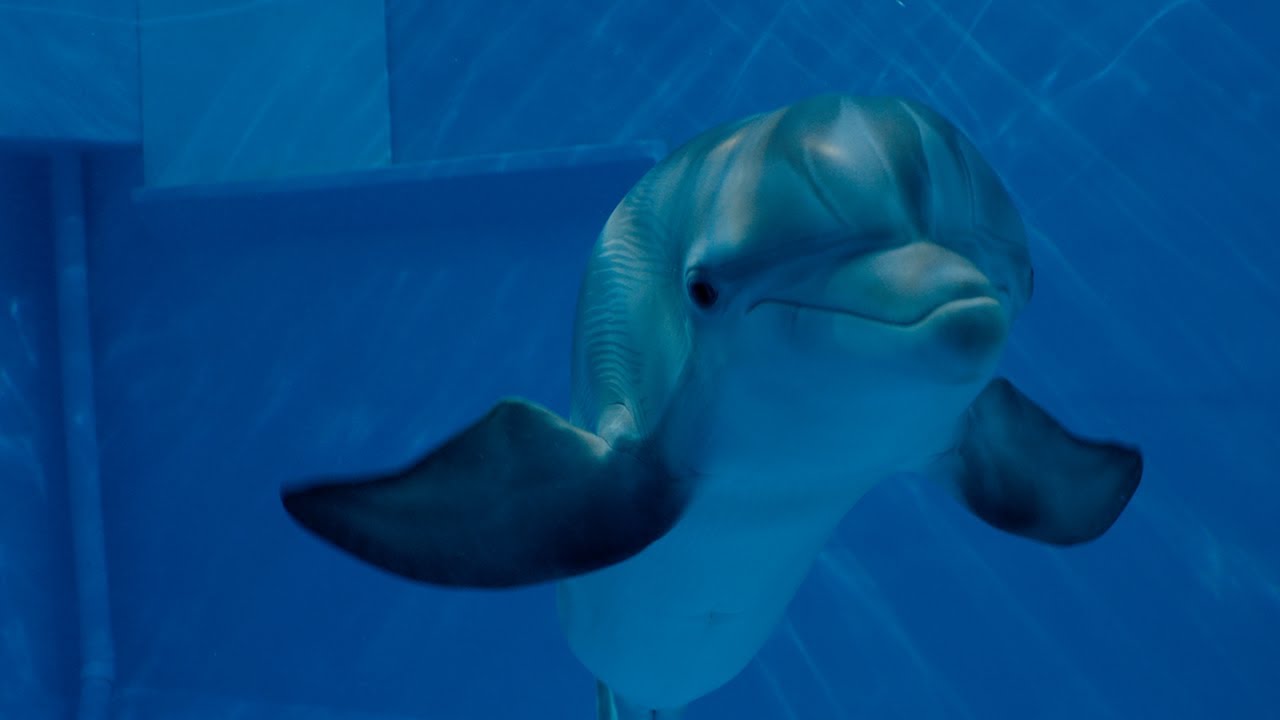 Nice Images Collection: Dolphin Tale 2 Desktop Wallpapers